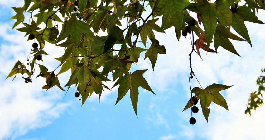 Die Blätter und Früchte einer Platane mit dem Himmel im Hintergrund.