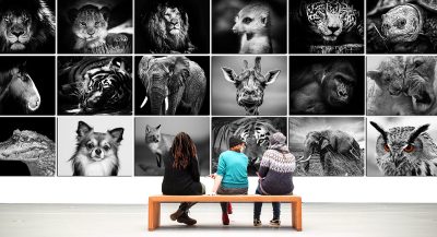Besucher sitzen in einem Museum auf einer Bank und betrachten Tierfotos.